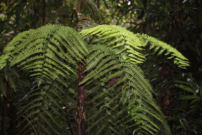 Close-up of fern growing in forest