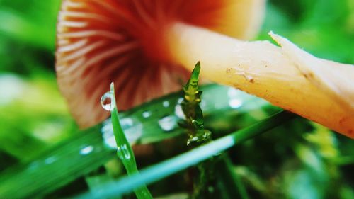 Close-up of plant against blurred background