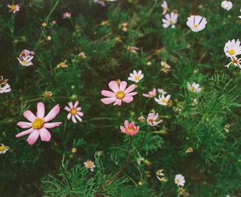 High angle view of flowering plants on field