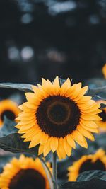 Close-up of sunflower