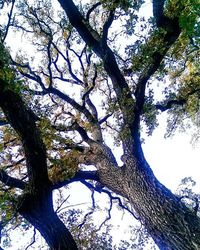 Low angle view of trees against sky