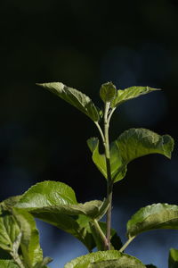 Close-up of fresh green leaves