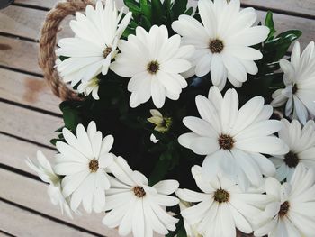 Close-up of white daisy flowers