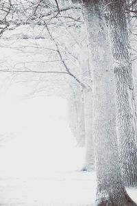 Snow covered trees in winter