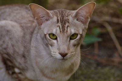 Portrait of cat