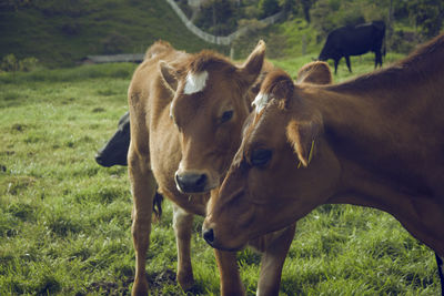 Cows in a field