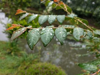 Close-up of wet plant leaves during rainy season