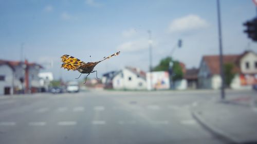 Close-up of butterfly flying over street