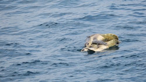 High angle view of turtle in sea