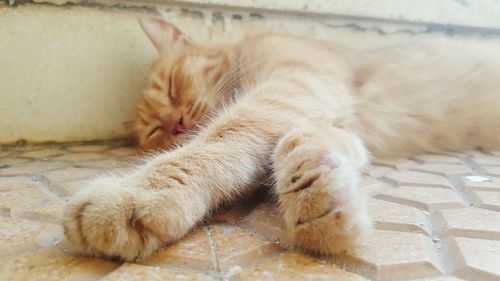 Close-up of cat sleeping on footpath