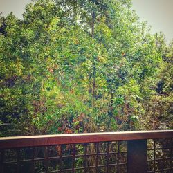 Close-up of tree against sky