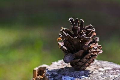 Close-up of pine cone on field