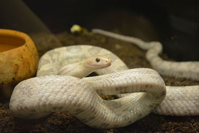 Close-up of snake