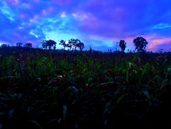 Plants growing on field against sky