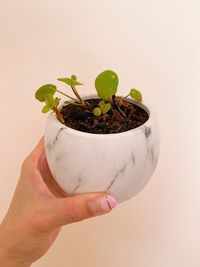 Midsection of person holding small potted plant against wall