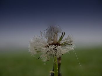 Close-up of dandelion flower