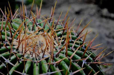 Close-up of succulent plant on field