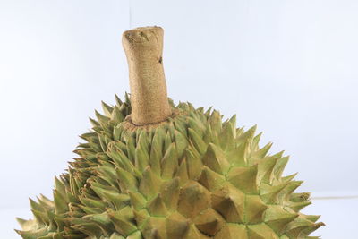 Close-up of cactus plant against white background