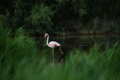 Birds in lake