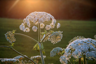 Close-up of white flowers in field