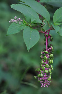 Close-up of flowers blooming outdoors