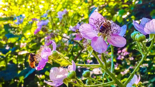 Close-up of purple orchid