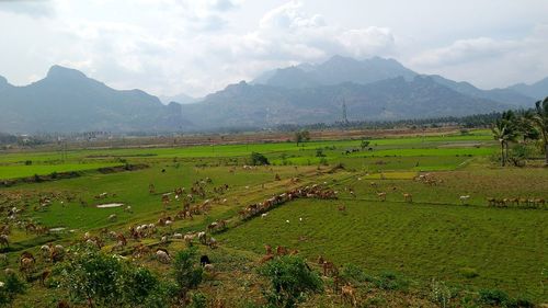 Scenic view of field against sky