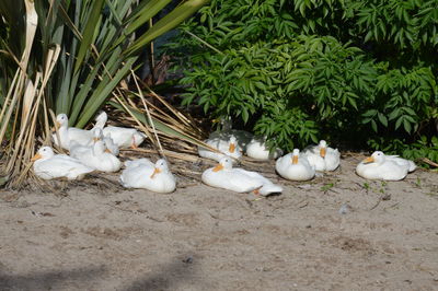 High angle view of ducks on plants