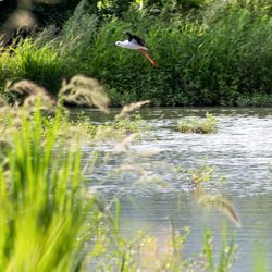 Bird flying over water