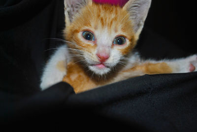 Close-up portrait of a cute kitten, orange kitten, blue eyes kitten