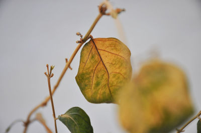 Close-up of plant leaf