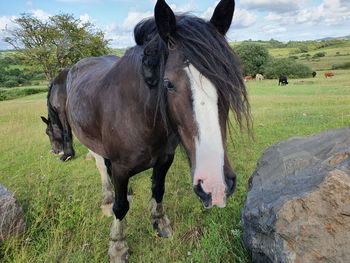 Horses in a field