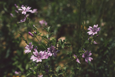 Close-up of purple flowering plant on field