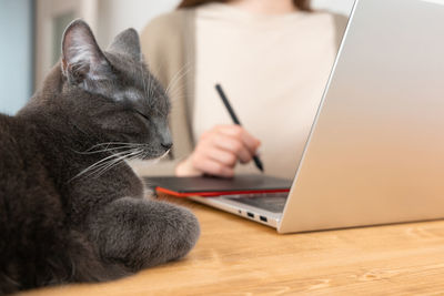 Grey cat sleeping on wooden table while unrecognizable woman drawing picture on graphic tablet.