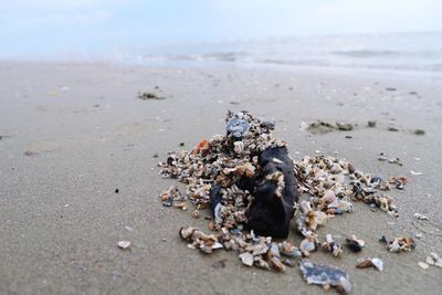 Close-up of shells on beach