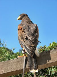 Low angle view of harris hawk perching on wood against clear sky