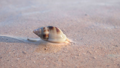 Close-up of seashell on beach