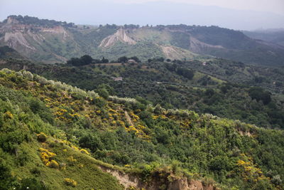 Trees and field with mountain against sky