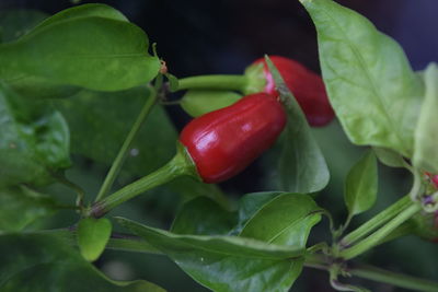 Close-up of fresh red berries