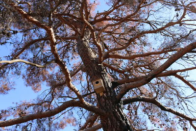 Low angle view of tree against sky