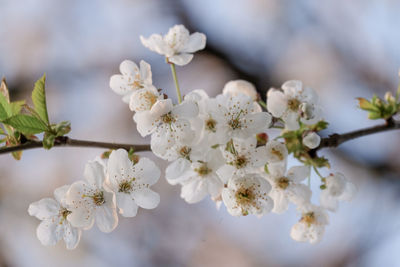 Close-up of white cherry blossoms in spring