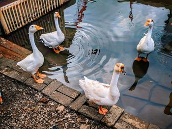 High angle view of birds in lake