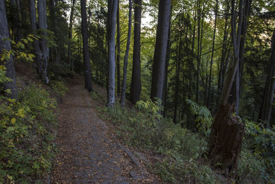 Trees growing in forest