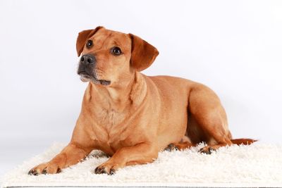 Close-up of dog sitting against white background