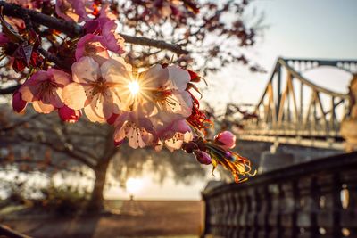 Close-up of cherry blossoms on bridge