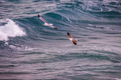 Seagulls flying over sea