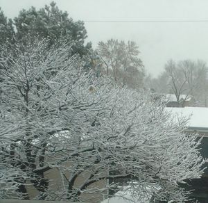 Frozen bare trees on snow covered landscape