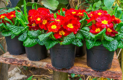 Close-up of potted plants