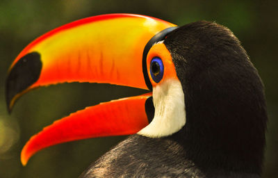 Close-up of bird