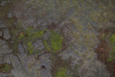 High angle view of moss growing on tree trunk